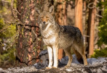 coyote in Yosemite National Park