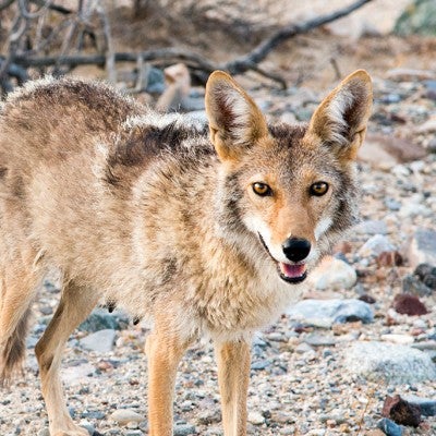 coyote in Death Valley National Park