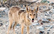 coyote in Death Valley National Park