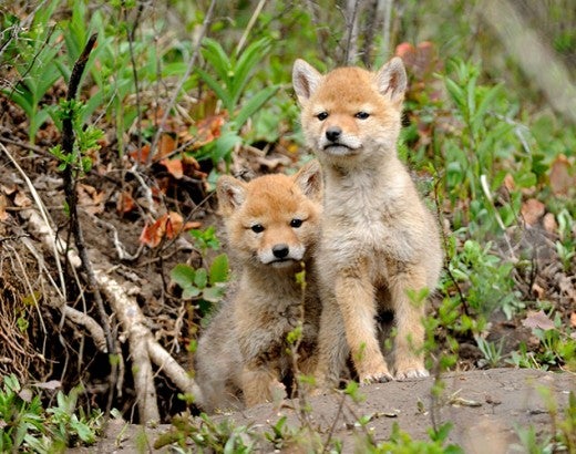 Coyote pups sitting outside their den