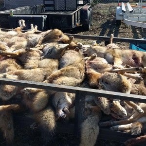 Large pile of dead coyotes