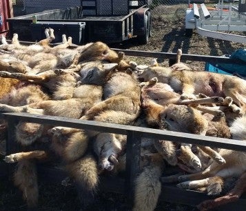 Large pile of dead coyotes