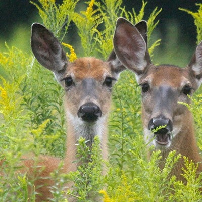 Two deer in a field