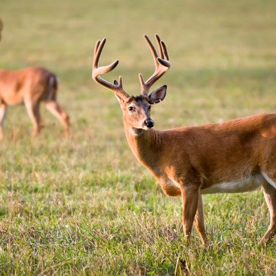 deer