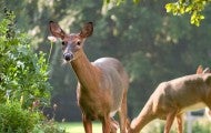 deer