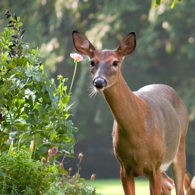 deer