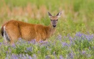 Deer grazing in a meadow