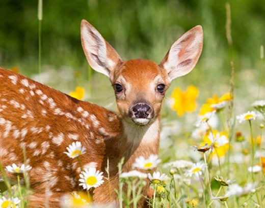 Deer outside in field of flowers