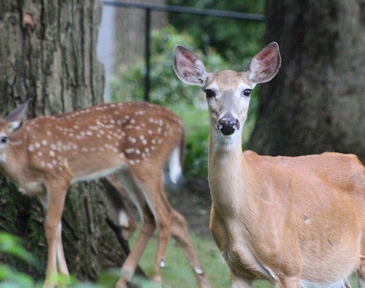 Three deer explore a backyard