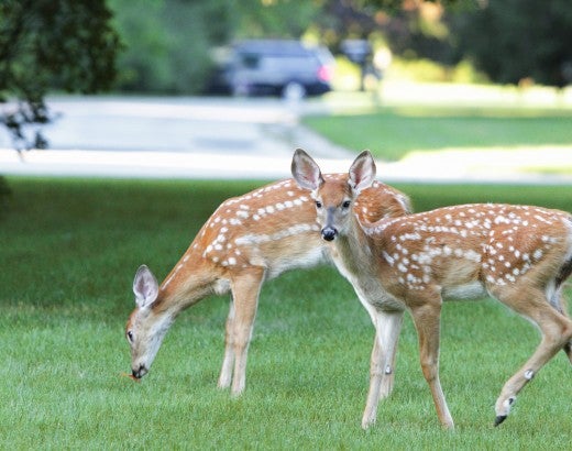 Two deer in a landscaped yard.