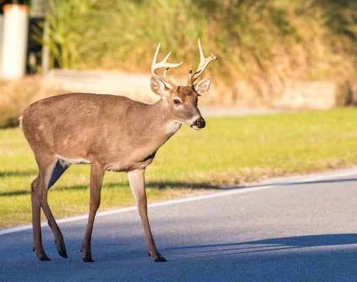 Deer in the road