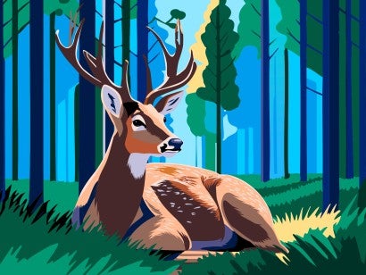 Illustration of a male deer resting in the woods.