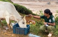 HSI/India's Nayana Scaria feeds animals after the floods.