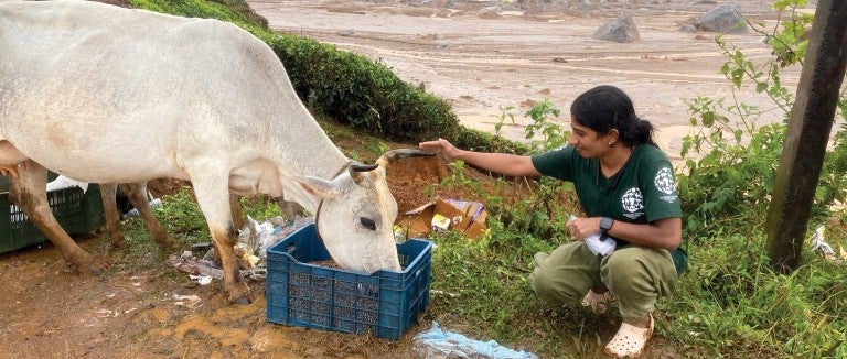 HSI/India's Nayana Scaria feeds animals after the floods.