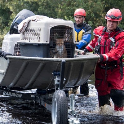 Field responders pushing a boat to shore with cats on board