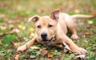 Playful dog in the grass