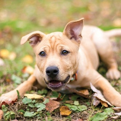 Rescuing dogs gives them a happy life full of play time