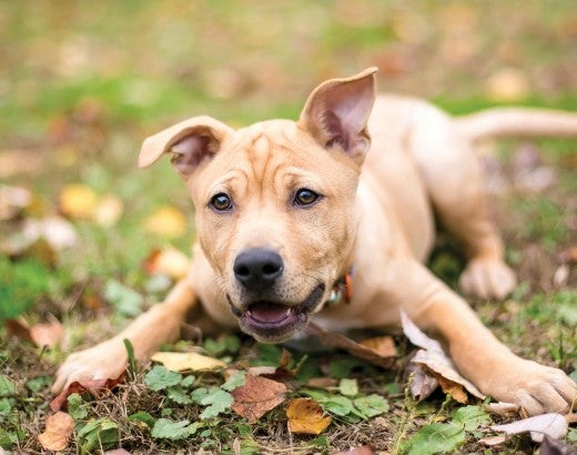 Rescuing dogs gives them a happy life full of play time
