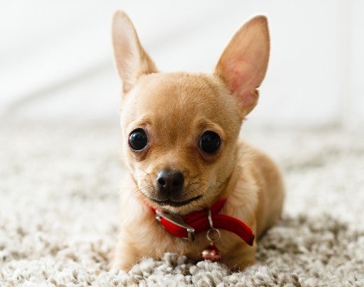 Portrait of a small dog laying on carpet