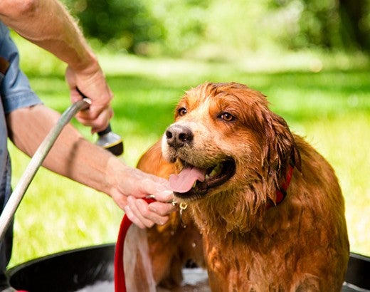 Dog getting a bath outside