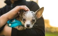 Boy holding a Chihuahua dog