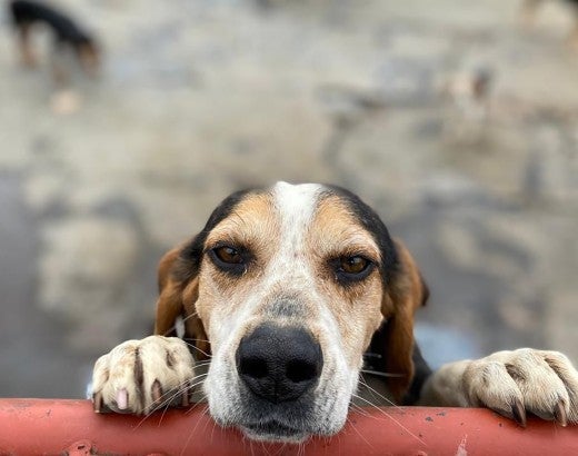 Dog holding pole