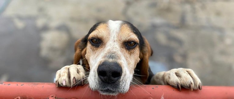 Dog holding pole