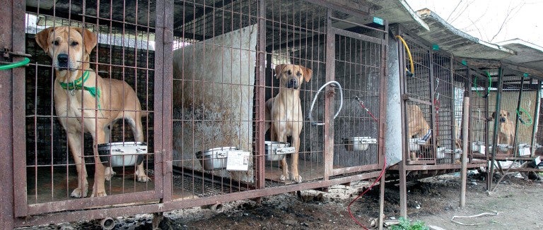Dogs in dirty cages in a dog meat farm