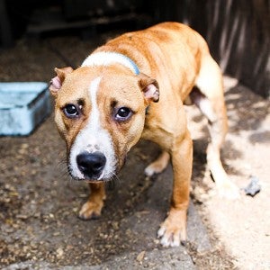 dog fighting