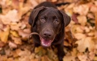 Brown lab puppy dog in fall leaves