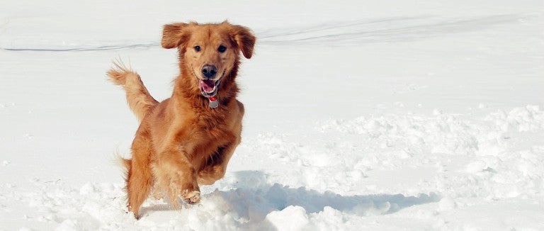 Dog running in snow