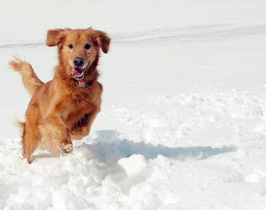 Dog running in snow