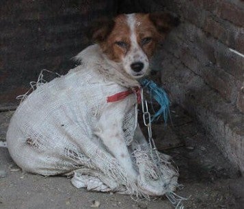 Dog covered in bag