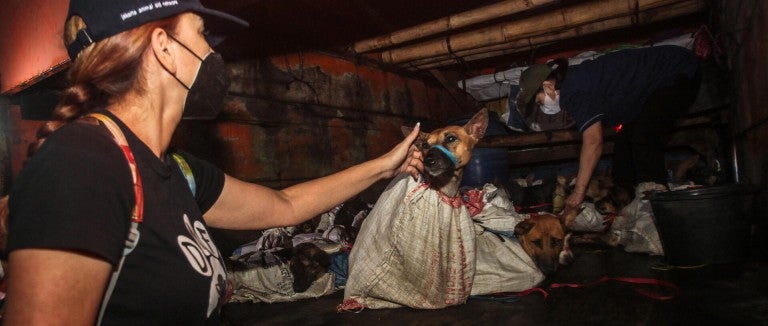 Woman comforting dog in back of truck