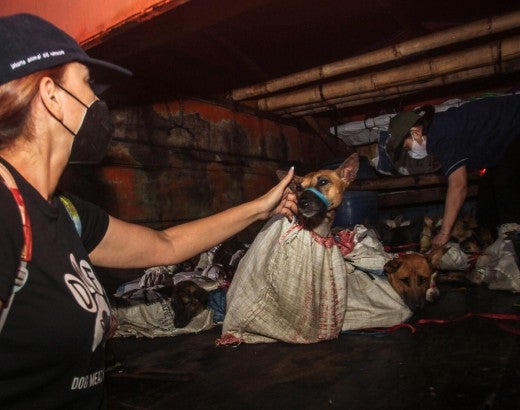 Woman comforting dog in back of truck