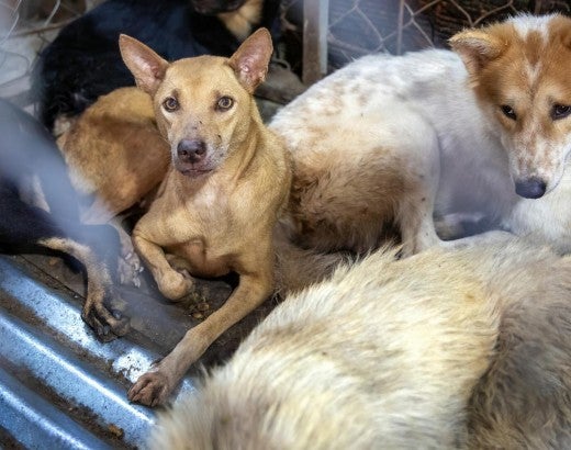 Dogs locked in cages at a restaurant serving dog meat