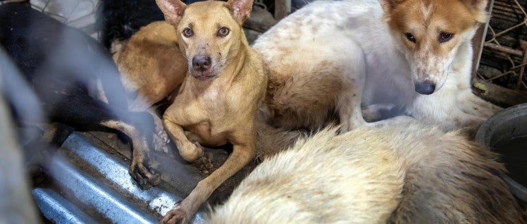 Dogs locked in cages at a restaurant serving dog meat