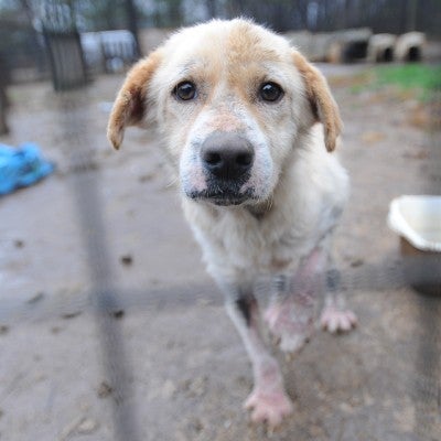 Scared yellow dog left out in the rain and mud