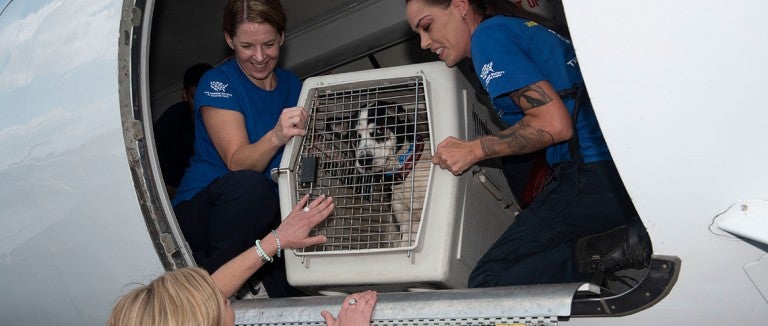 Three peopl helping a dog from a transport plane