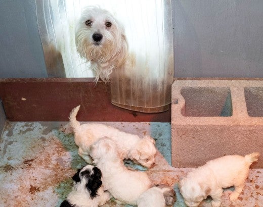 Mother dog and her puppies at a puppy mill
