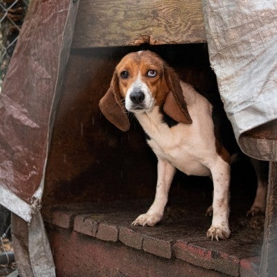 A beagle peers out from a kennel.