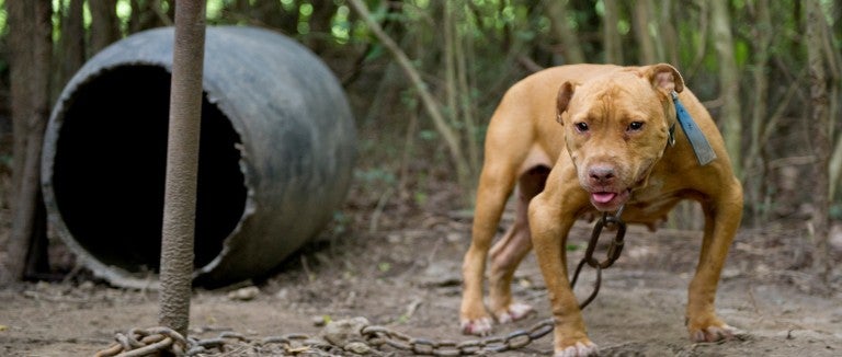 Fighting dogs are often left outside on heavy chains near dogfighting operations.