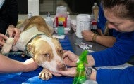 HSUS staff attend to a dog rescued from an alleged dogfighting operation