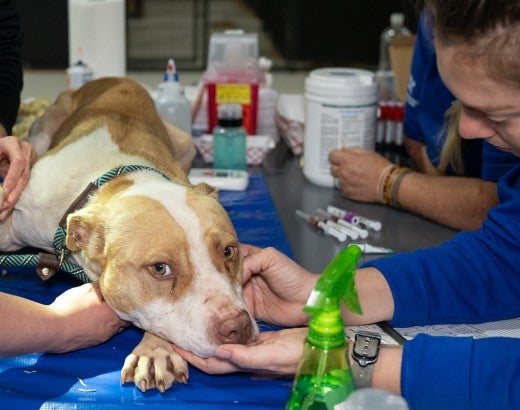 HSUS staff attend to a dog rescued from an alleged dogfighting operation