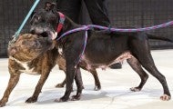 Two dogs playing