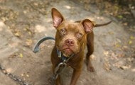 dogfighting dog tied up with a heavy chain