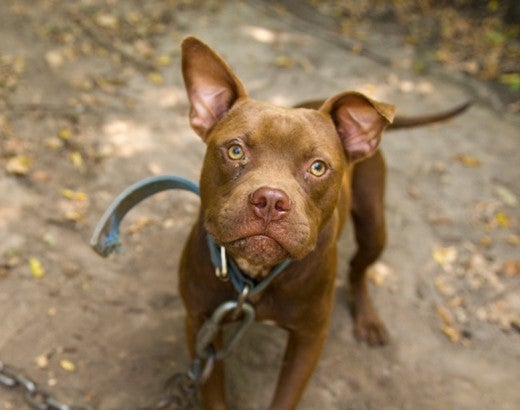 Dogfighting dog tied up with a heavy chain - it's time to end animal fighting