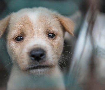 Puppy before being rescued at a dog meat farm