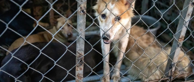 Dogs behind a cage
