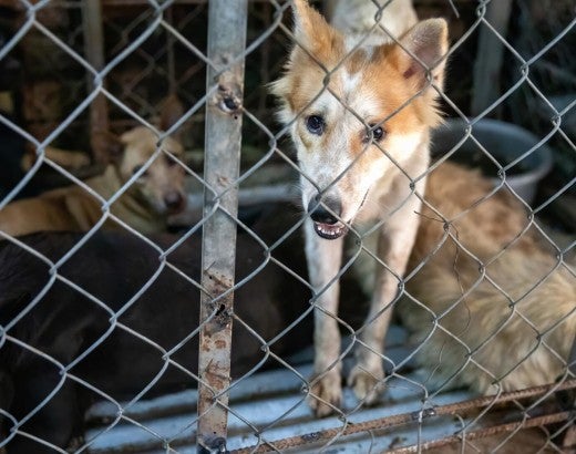 Dogs behind a cage